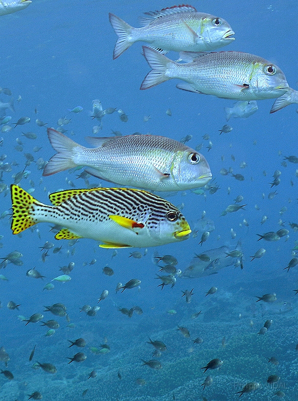 Sipadan_2015_Gaterin a lignes_Plectorhinchus lineatus_IMG_2101_rc.jpg